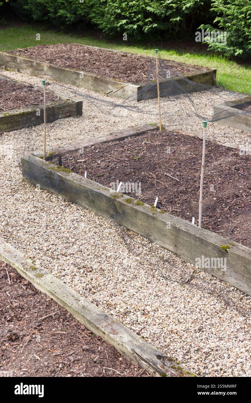 Leere Holzschlafbetten in einem Gemüsegarten im Frühjahr. Gemüsebeete in einem britischen Garten vorbereiten Stockfoto