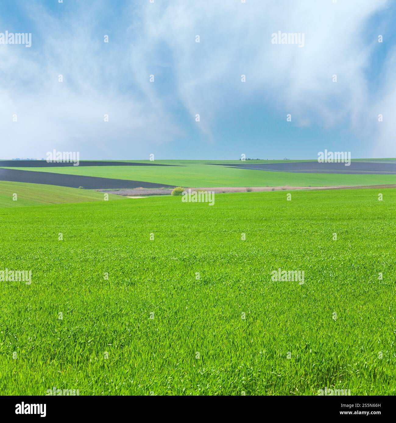 Schönen Frühling Weizenfeld (Landschaft). Stockfoto