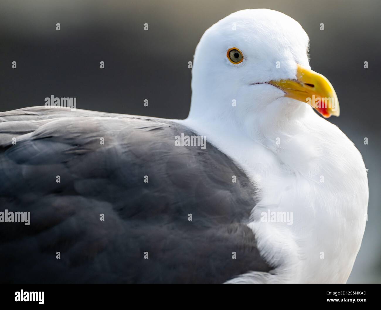 Schneebedeckte Federn der Seegülle mit hellgelbem Schnabel nach rechts Stockfoto