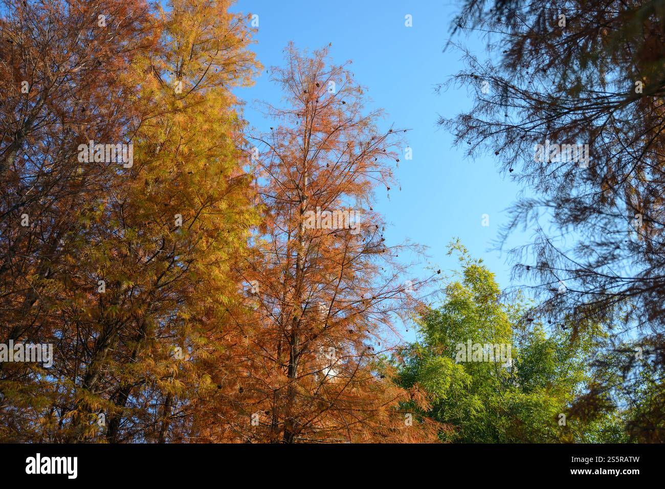 Orange-gelber Lärchenhain Stockfoto