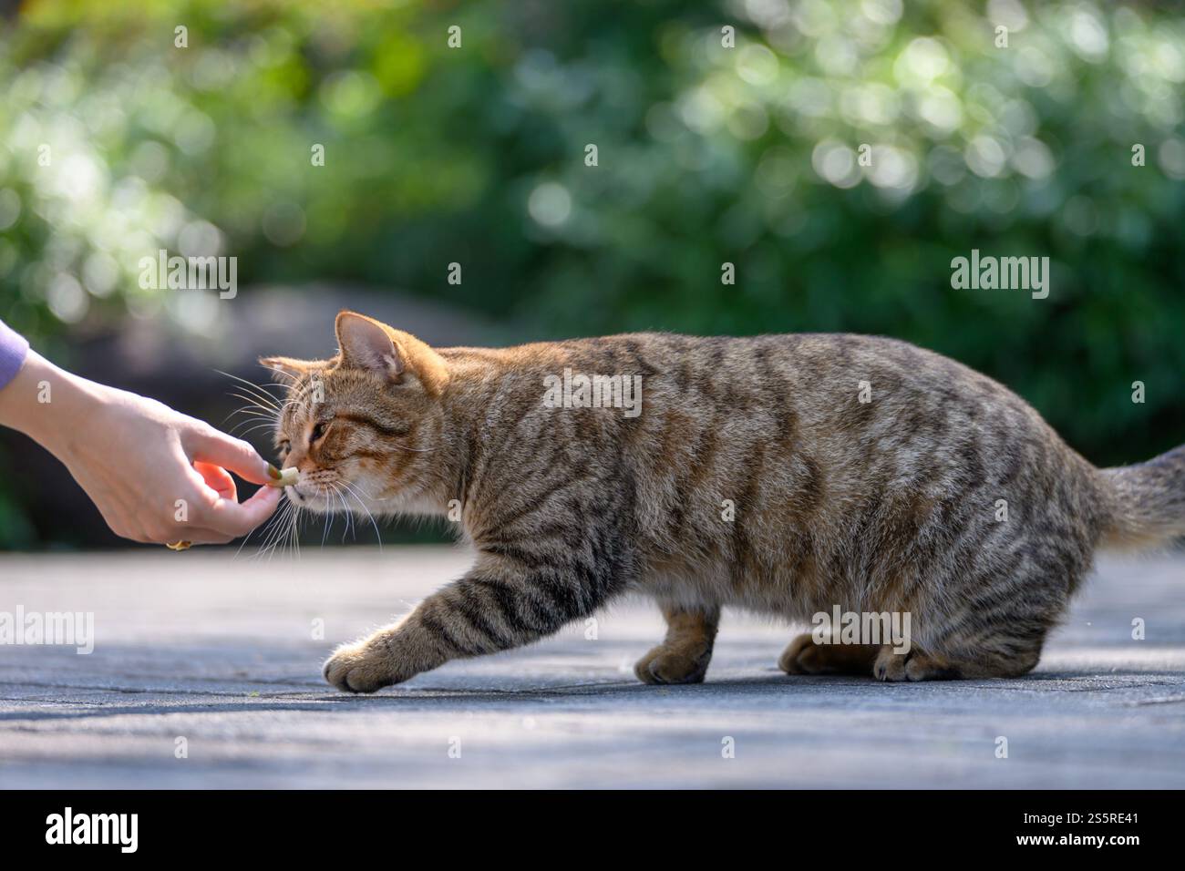 Kätzchen mit Futter in der Hand füttern Stockfoto