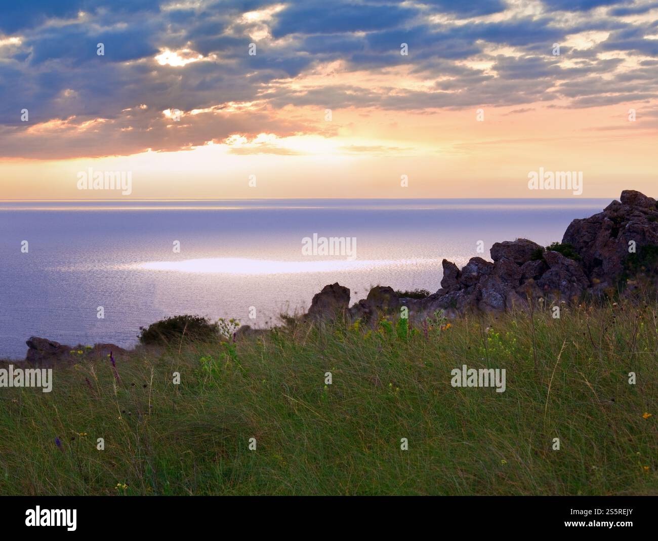 Gräser in Wiesen in der Nähe von morgen Sommer Meeresküste Stockfoto