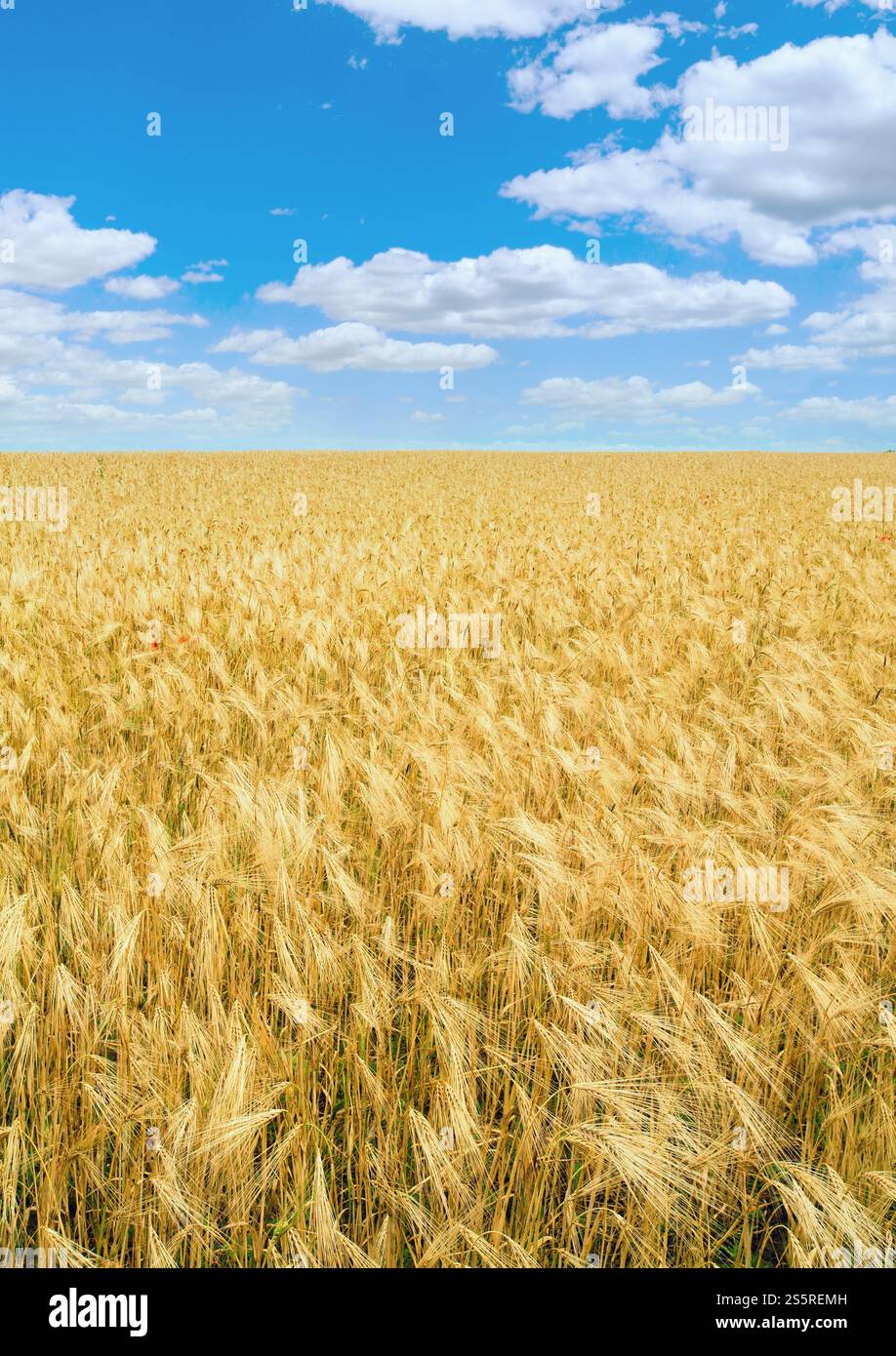 Wunderschönes Sommerweizenfeld und blauer Himmel. Stockfoto