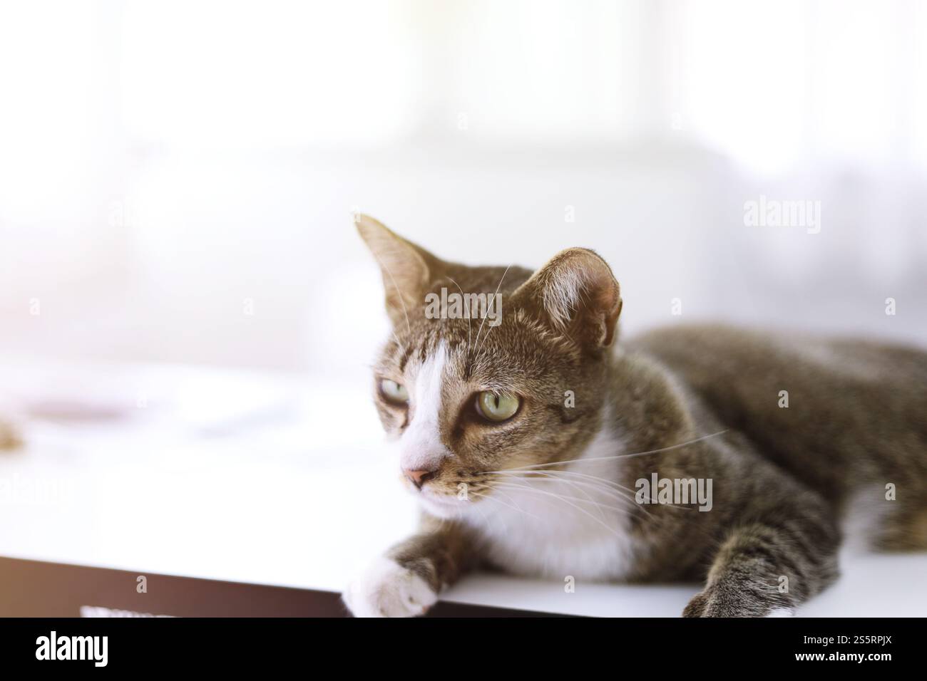 Bleiben Sie zu Hause und bleiben Sie sicher mit der Katze im Zimmer Stockfoto