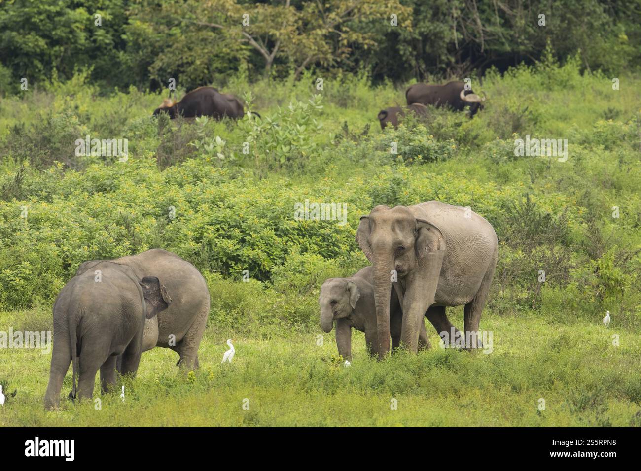 Indische Elefanten (Elephas maximus indicus) und gaur (Bos gaurus), Khiri Khan, Hua hin, Kui Buri Nationalpark, Thailand, Asien Stockfoto