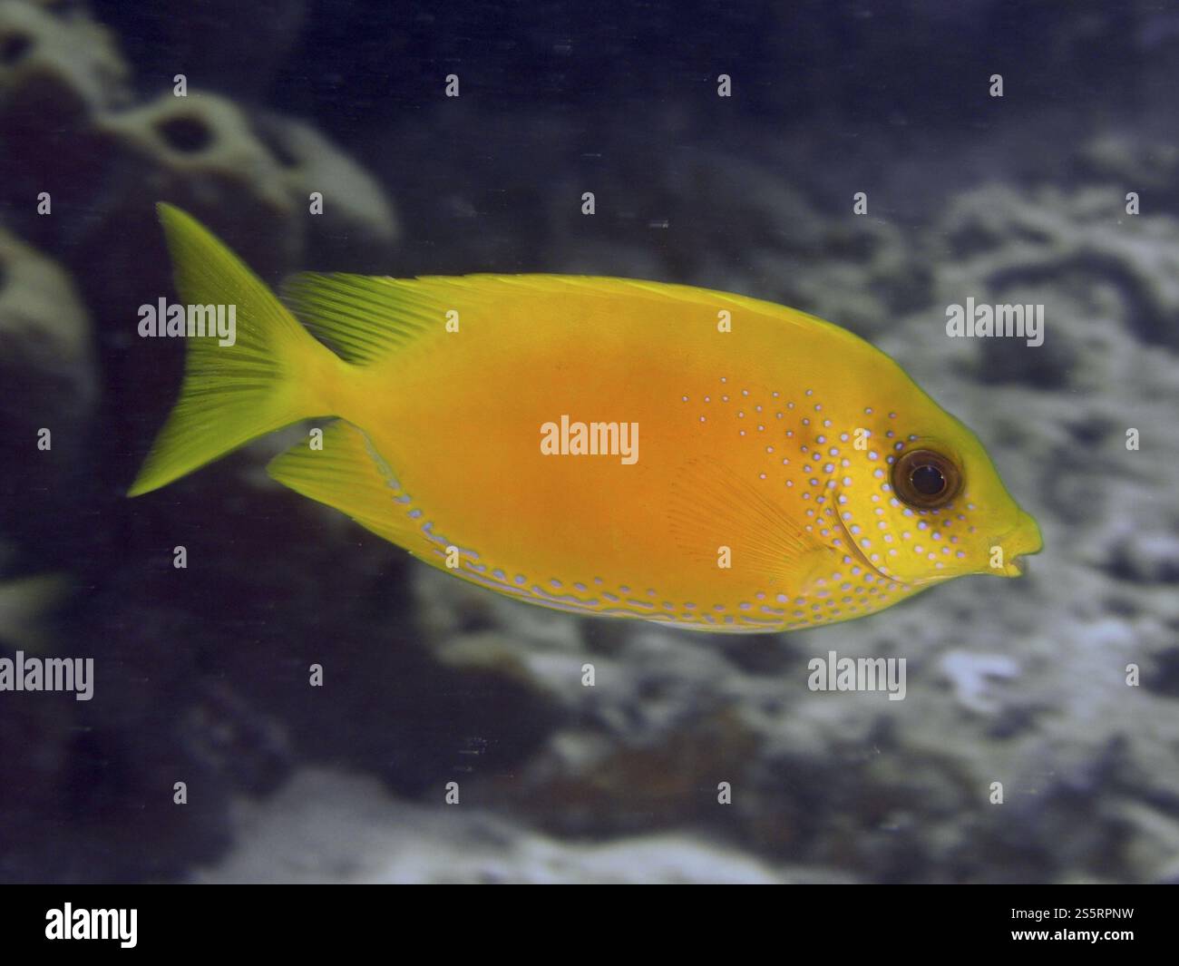 Ein leuchtend gelber indischer Korallenkaninchen (Siganus corallinus) schwimmt im Meer, Tauchplätze nahe Begegnungen, Permuteran, Bali, Indonesien, Asien Stockfoto