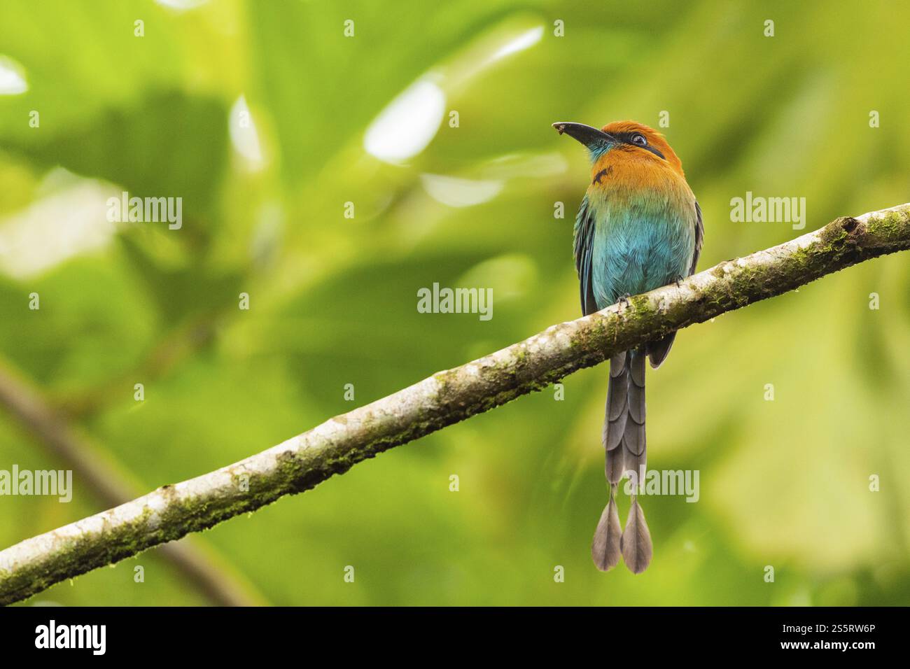 Zimtbrüste Motmotte (Baryphthengus martii), Guanacaste, Costa Rica, Mittelamerika Stockfoto