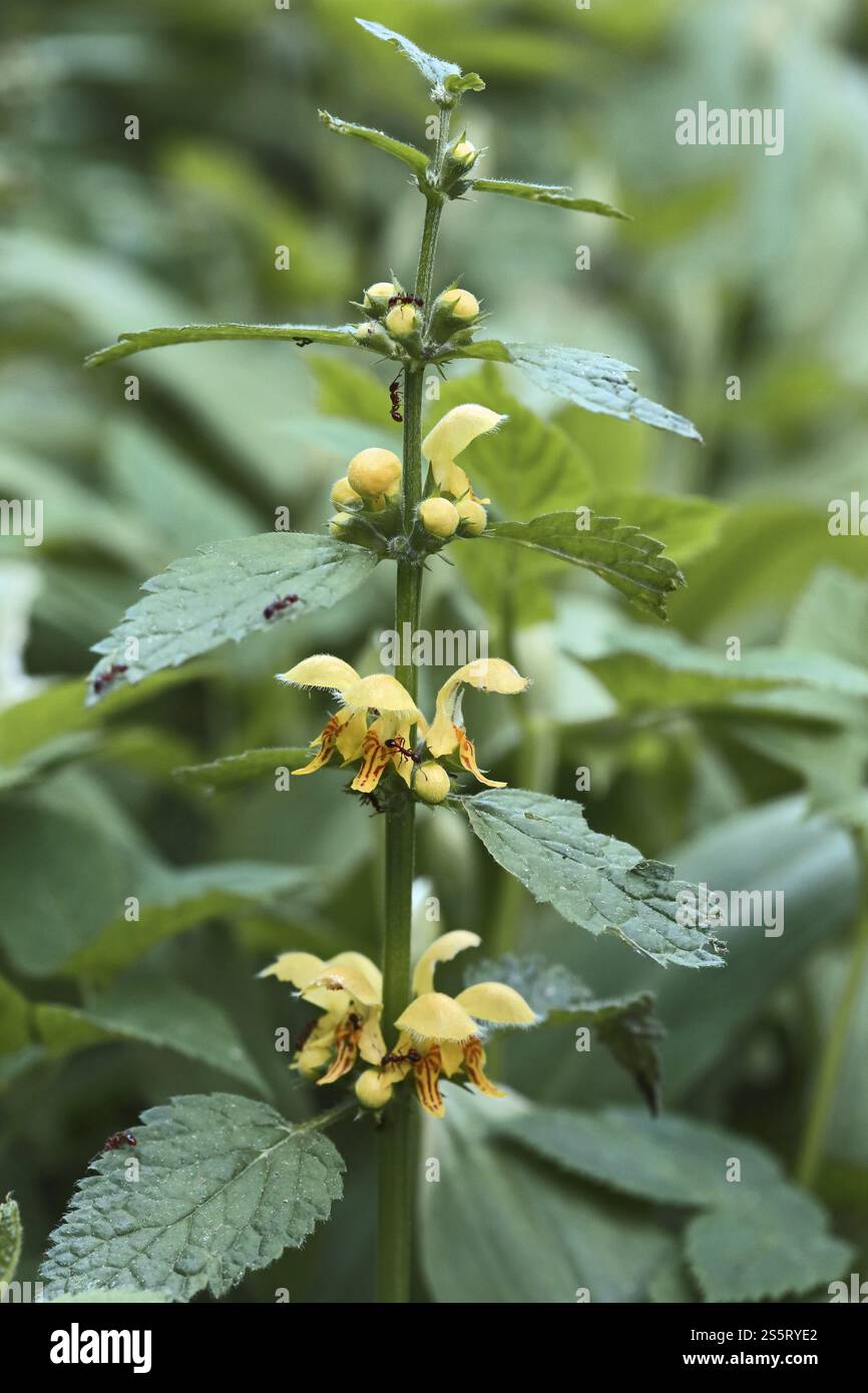 Goldene Brennnessel, Lamium Galeobdolon, Gelber Erzengel Stockfoto