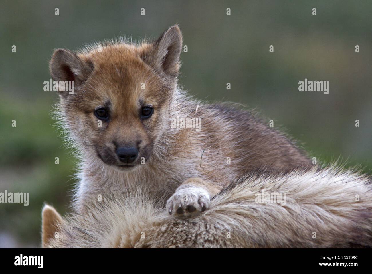 Grönländischer Schlittenhund, Welpe Stockfoto