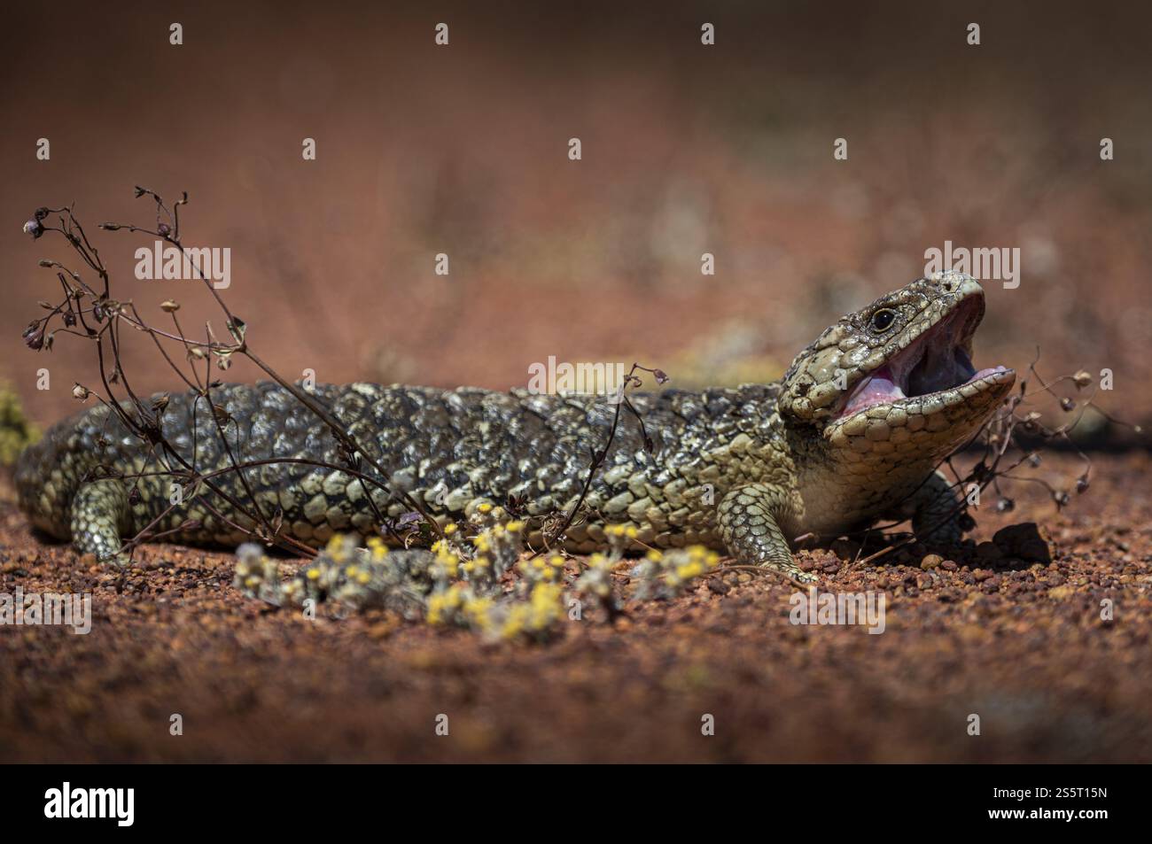 Blauzüngiger Skink oder schindelhinterer Skink, auch bekannt als Pinienkegelechse (Tiliqua rugosa), Thundelarra, Westaustralien, Australien, Ozeanien Stockfoto