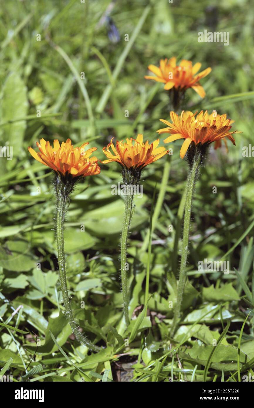 Golden Pippau, Crepis aurea Stockfoto
