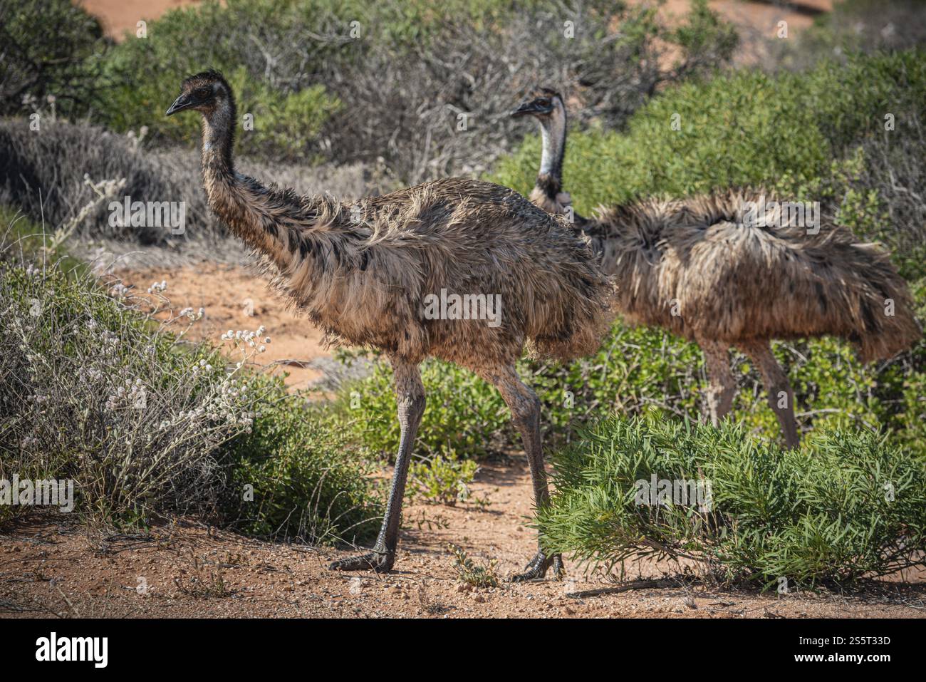 Emus (Dromaius novaehollandiae), adulte, in ihrem Lebensraum, Kalbarri National Park, Western Australia, Australien, Ozeanien Stockfoto