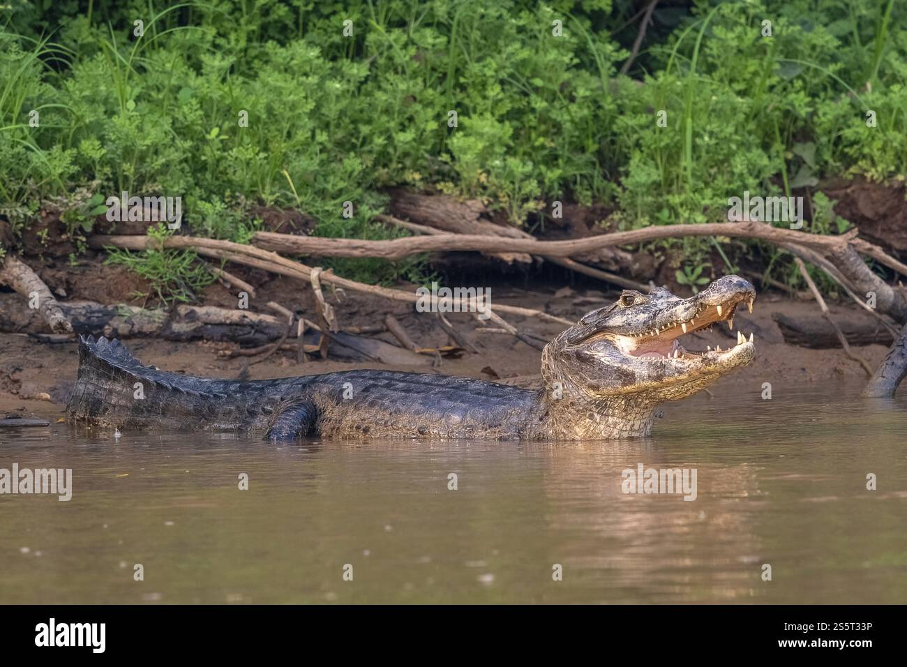 Brillenkaiman (Caiman crocodilus yacara), Krokodil (Alligatoridae), Krokodil (Crocodylia), Morgenlicht, Pantanal, Inland, Feuchtgebiet, UNESCO-BIOS Stockfoto