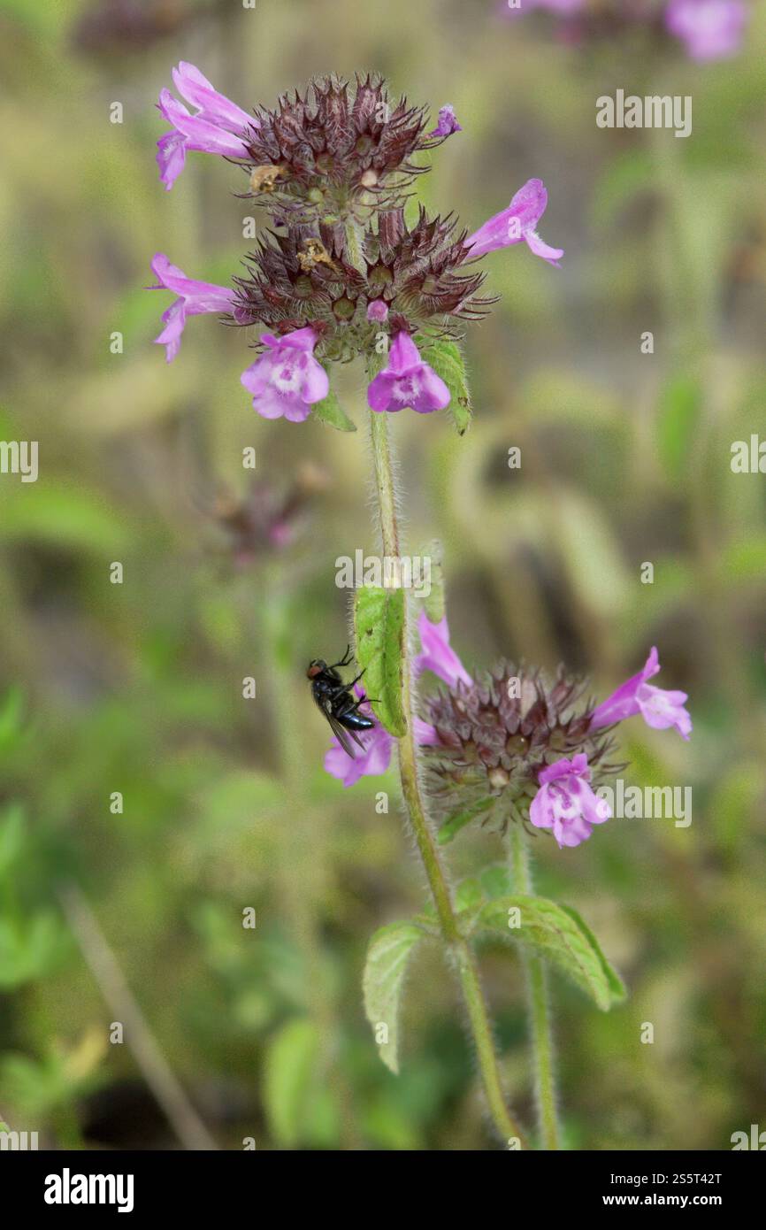 Clinopodium vulgare, Clinopodium vulgare, Wilder Basilikum Stockfoto