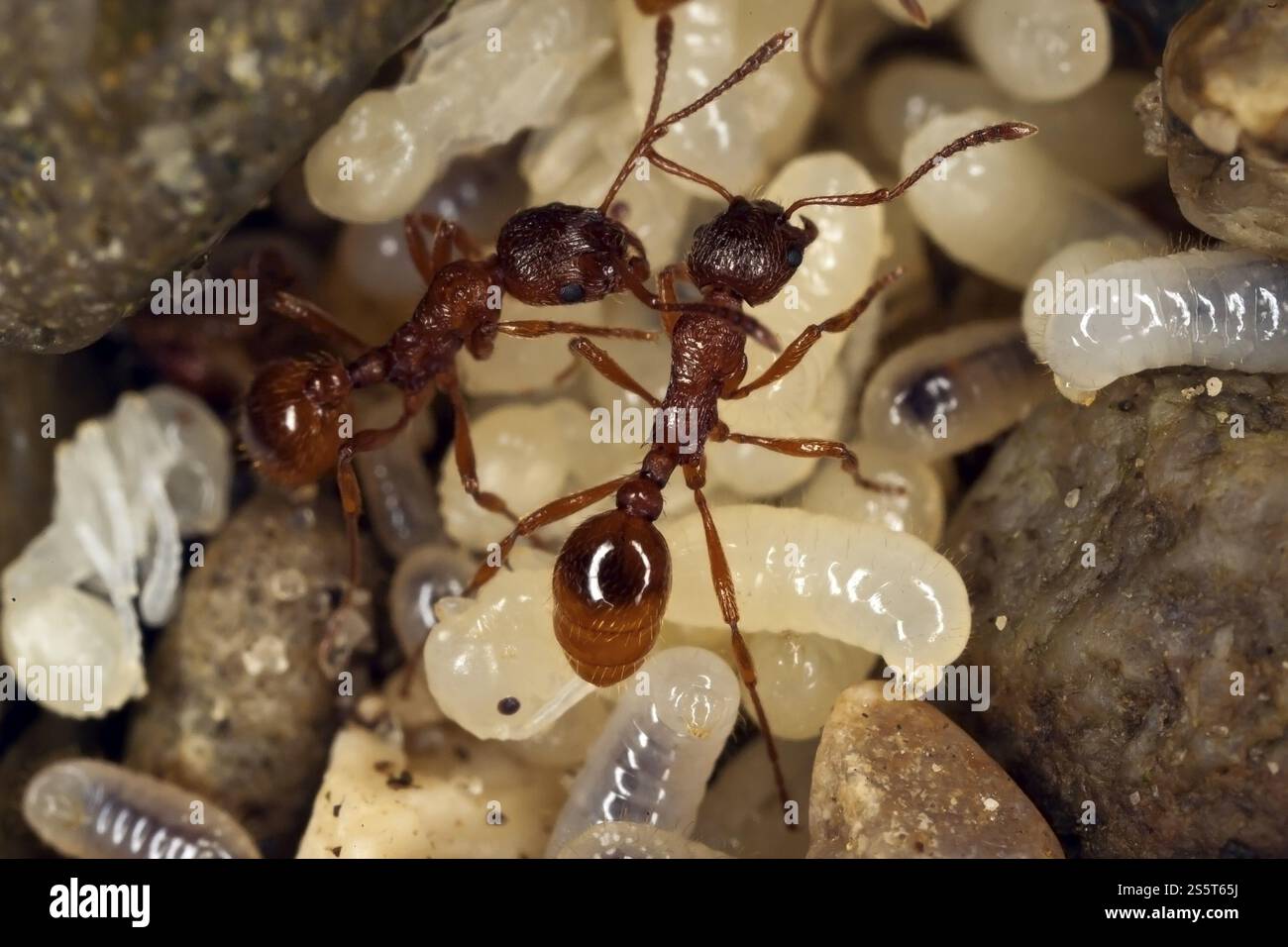 Rot-gelb geknotete Ameise, Myrmica rubra Stockfoto