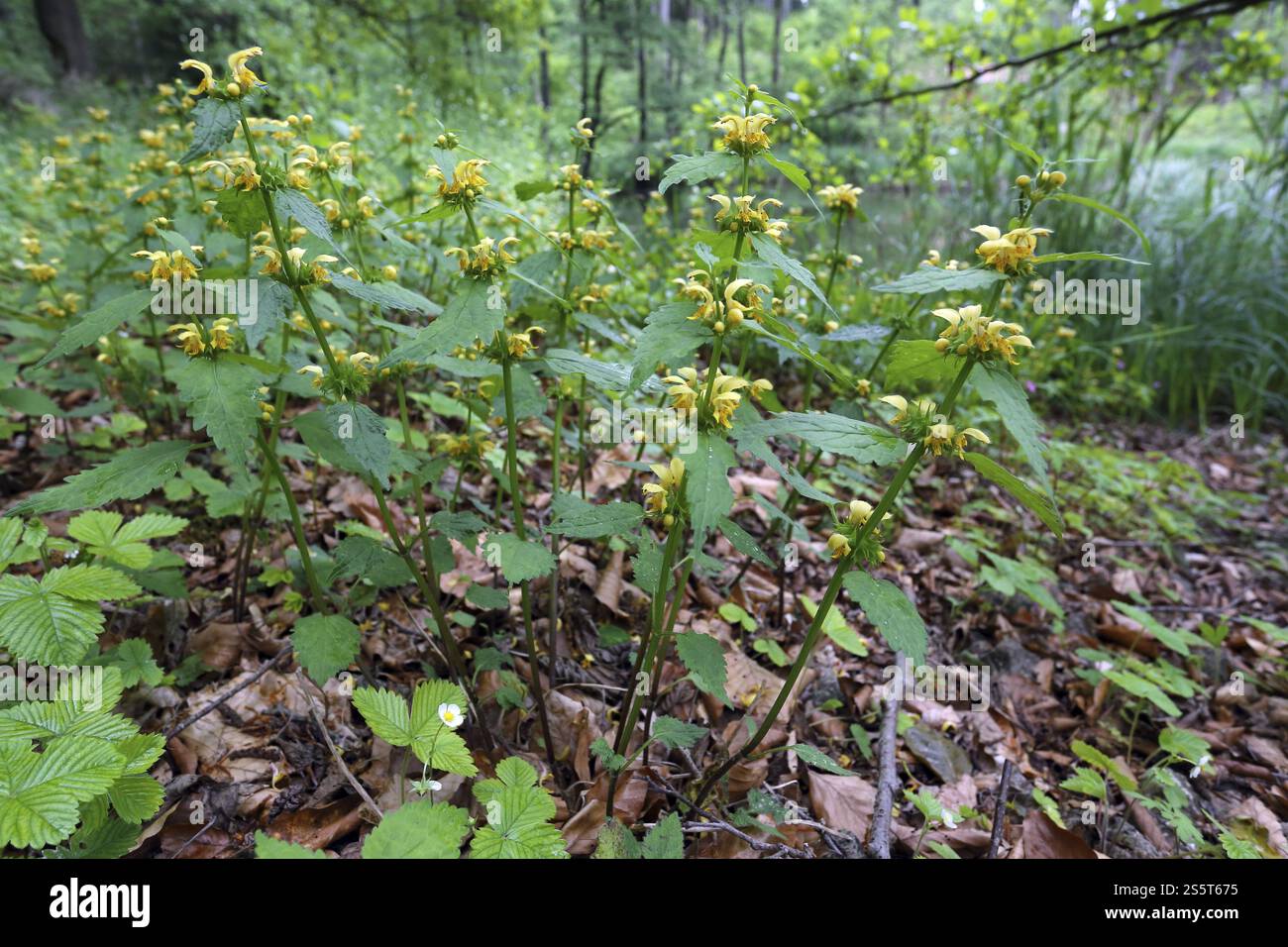 Lamium Galeobdolon, goldene Brennnessel, gelber Erzengel Stockfoto