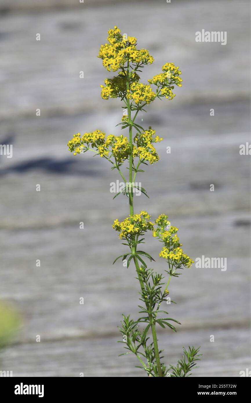 Galium wirtgenii, Wirtgens Bettstroh, Wirtgens Bettstroh Stockfoto