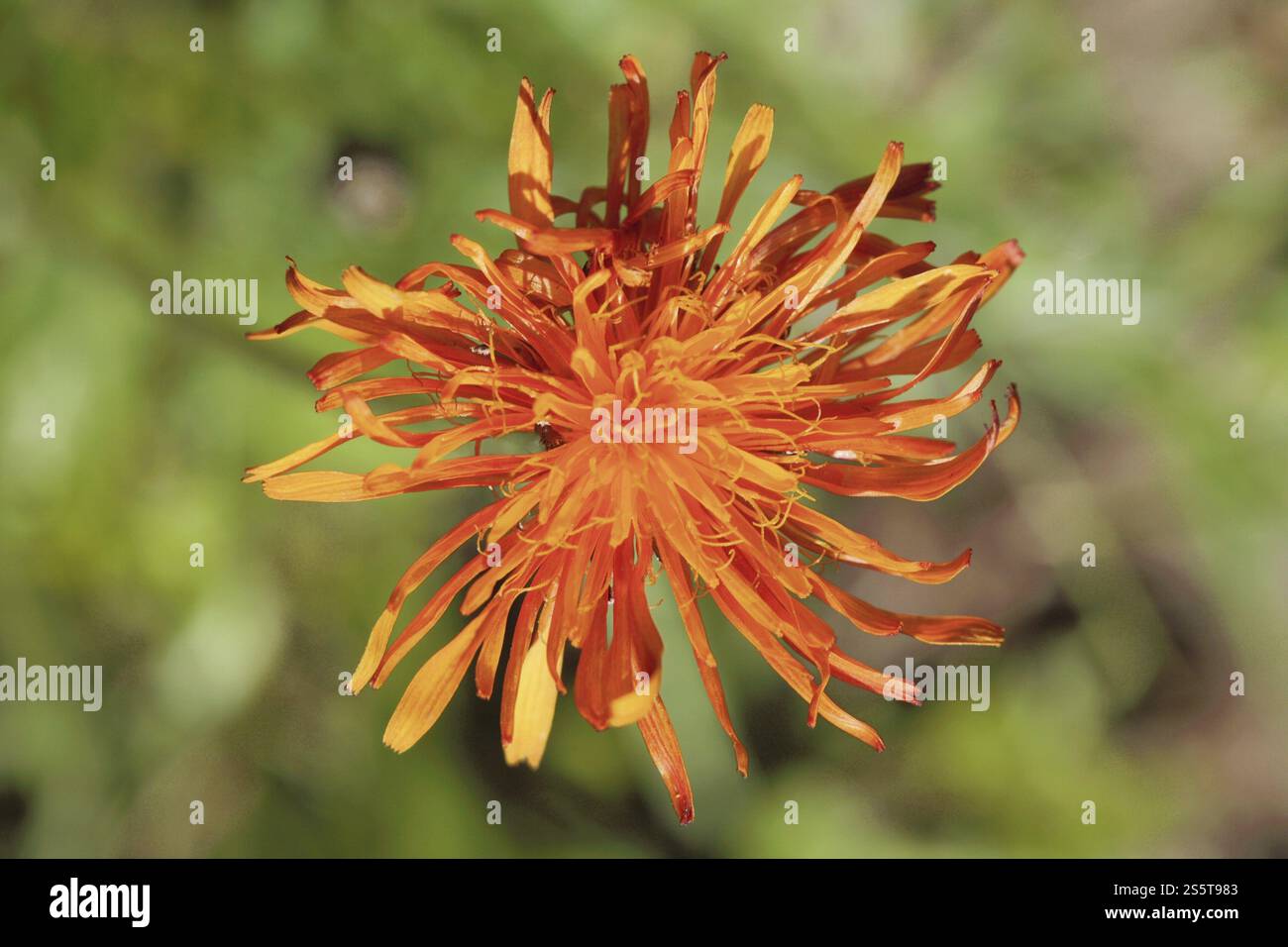 Golden Pippau, Crepis aurea Stockfoto