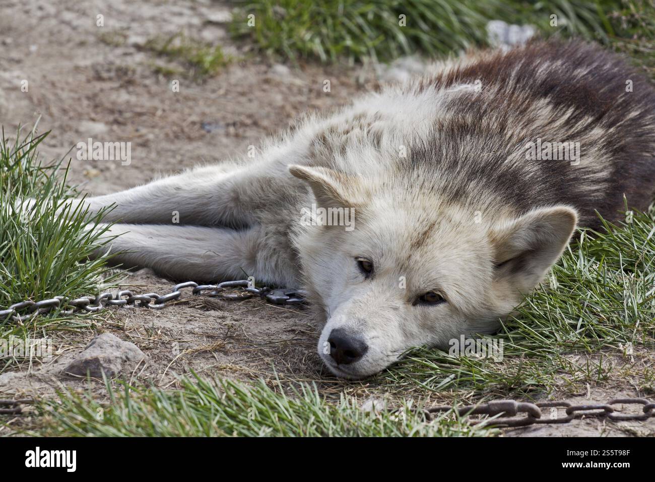 Grönländischer Schlittenhund Stockfoto