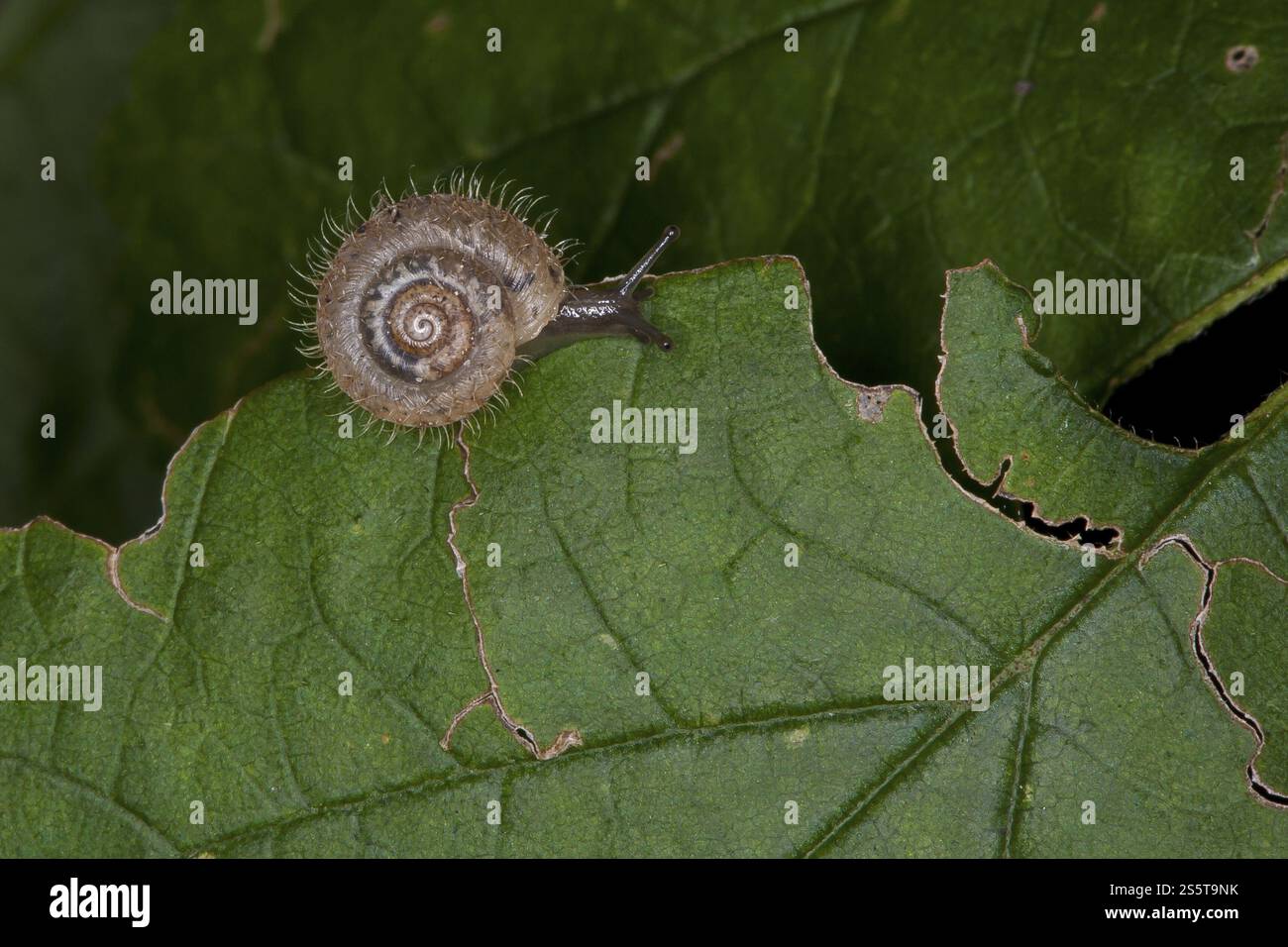 Trichia villosa, zottelige Haarschnecke Stockfoto