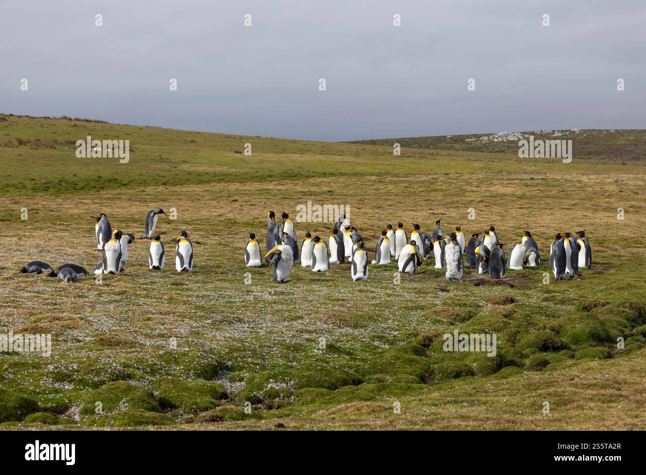 Königspinguine auf grünen Wiesen, Falklandinseln Stockfoto