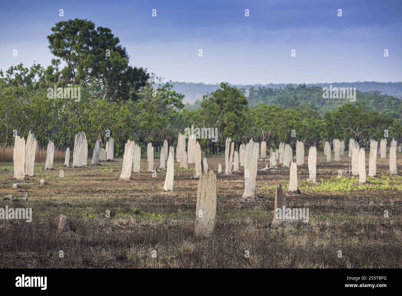 Bau von Kompasstermiten (Amitermes meridionalis), Litchfield National Park, Northern Territory, Australien, Ozeanien Stockfoto