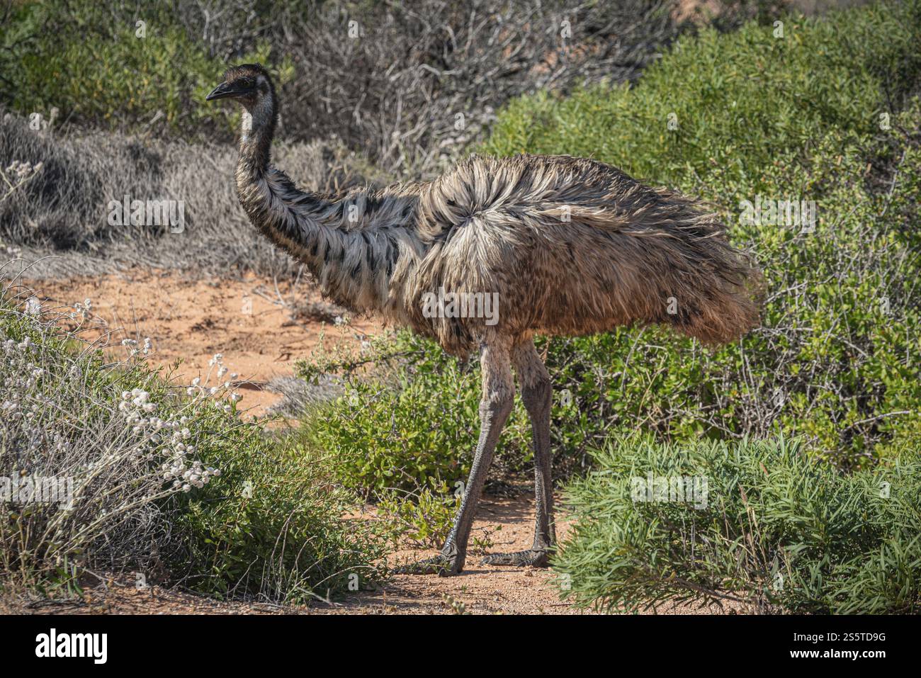 Emu (Dromaius novaehollandiae), adult, in seinem Lebensraum, Kalbarri National Park, Westaustralien, Australien, Ozeanien Stockfoto