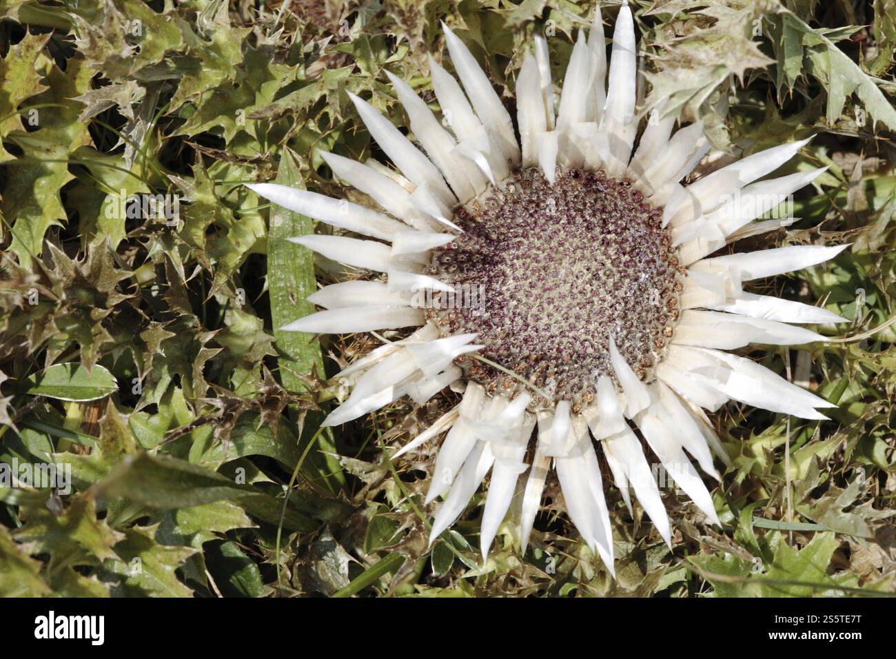 Blütenstand einer stammlosen Knorcheldistel im Herbst. Die Blüte einer stiellosen Karlindistel im Herbst Stockfoto