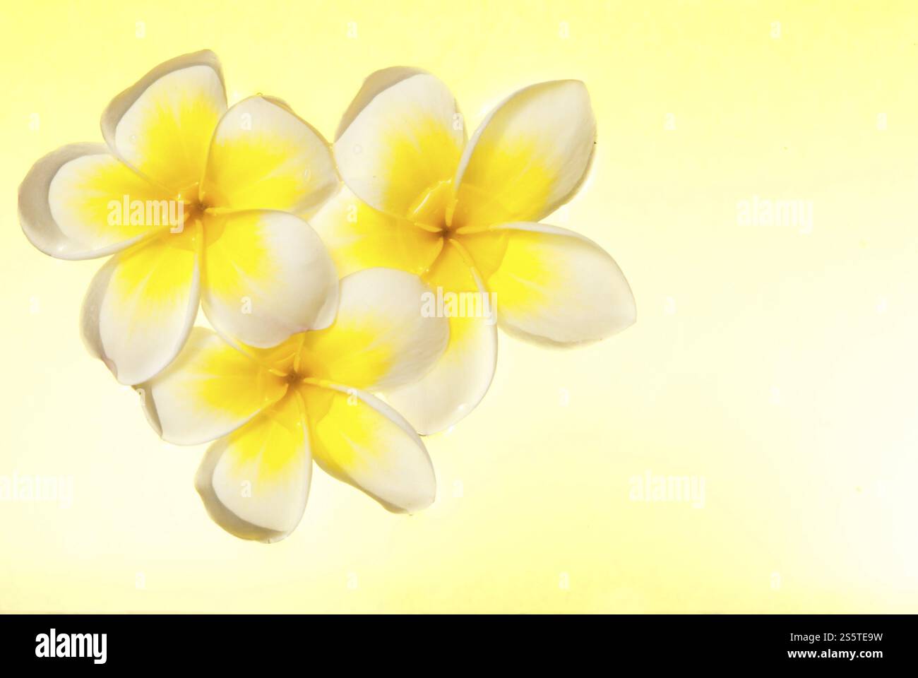 Die Leelawadee-Blume schwimmt auf dem Wasser unter gelbem Hintergrund Stockfoto