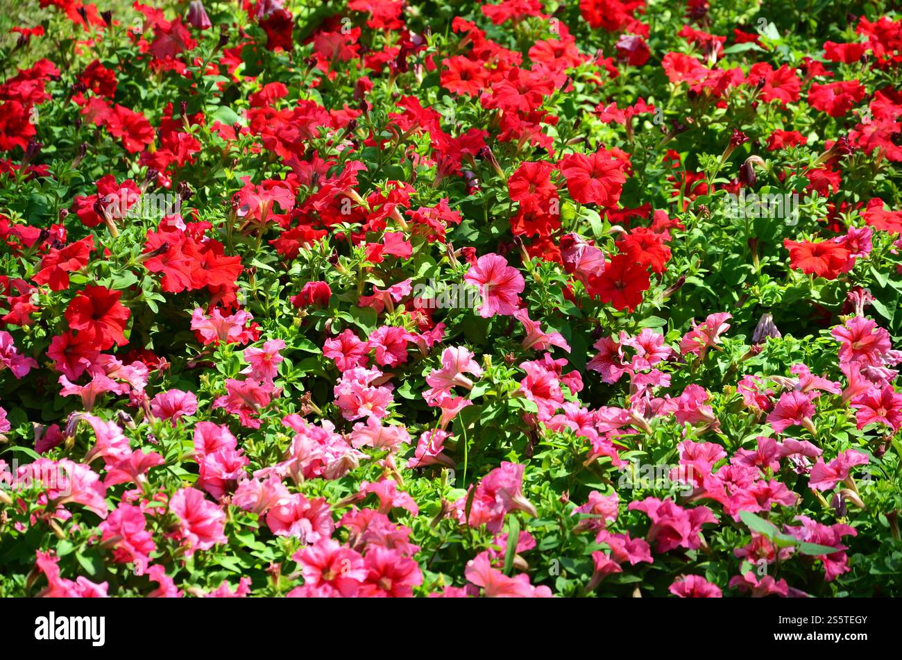 Die Textur einer großen Anzahl von verschiedenen bunten Blumen in einem Blumenbeet gepflanzt Stockfoto