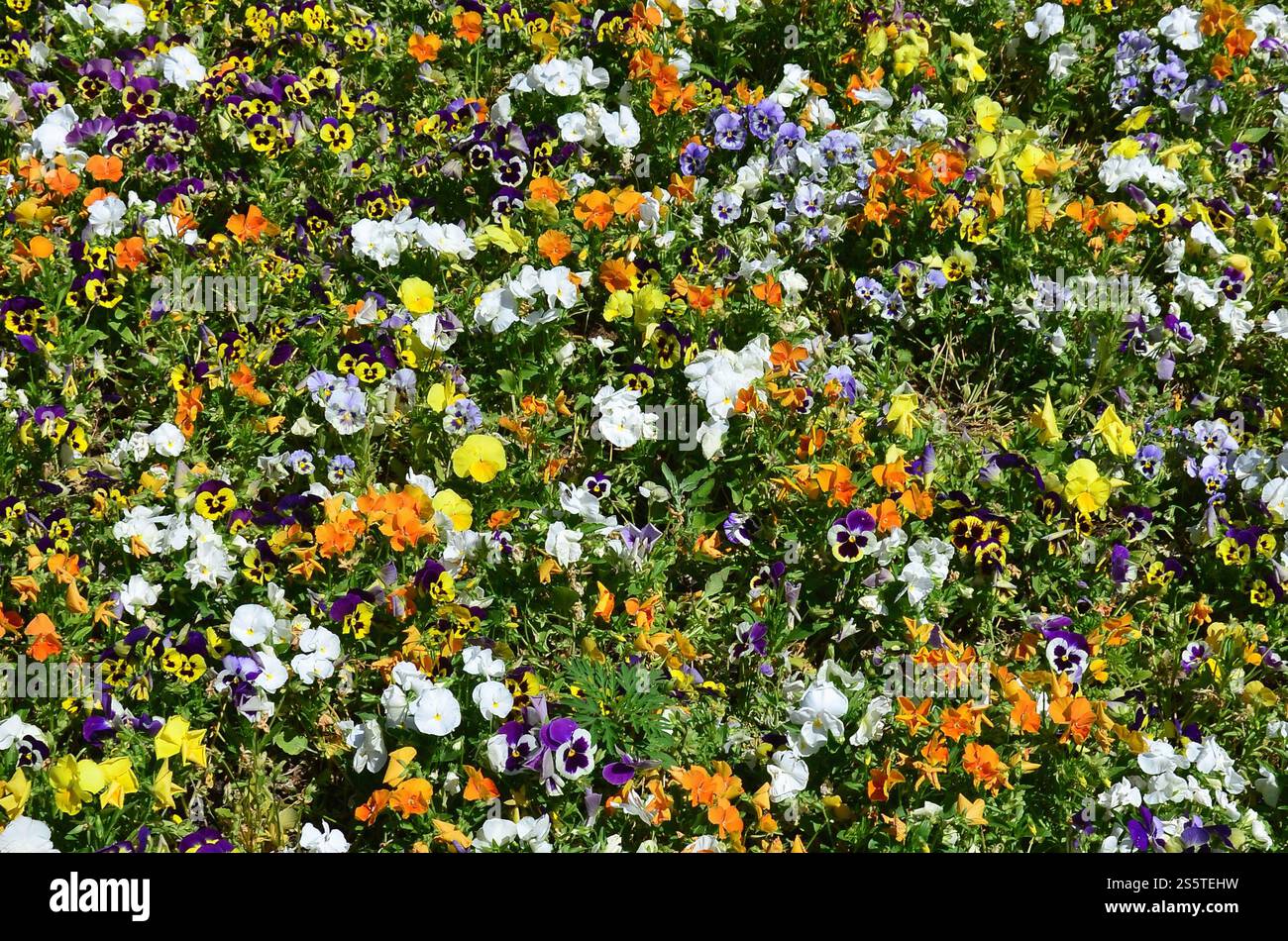 Die Textur einer großen Anzahl von verschiedenen bunten Blumen in einem Blumenbeet gepflanzt Stockfoto