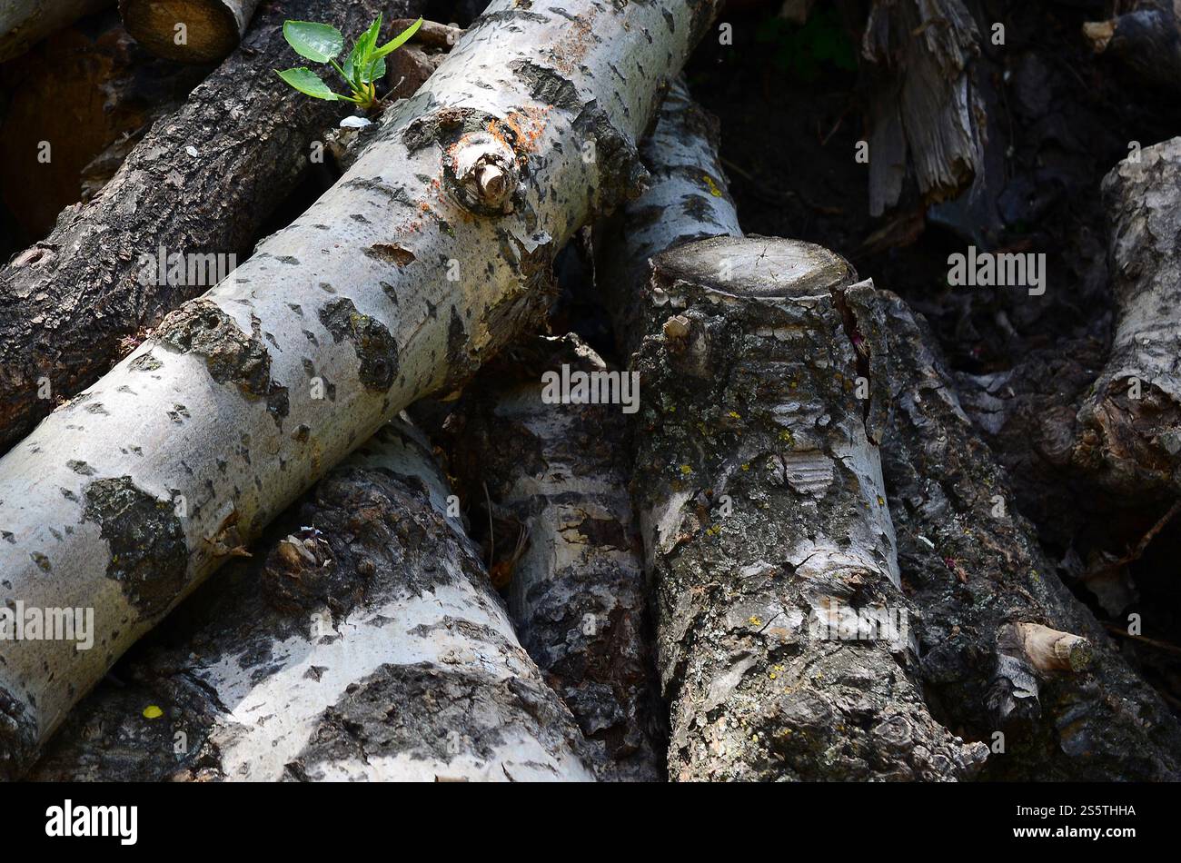 Nahaufnahme von Brennholz aus alter Pappel mit rauer weißer Rinde. Fällen von Bäumen. Nahaufnahme von Brennholz aus alter Pappel mit rauer weißer Rinde Stockfoto