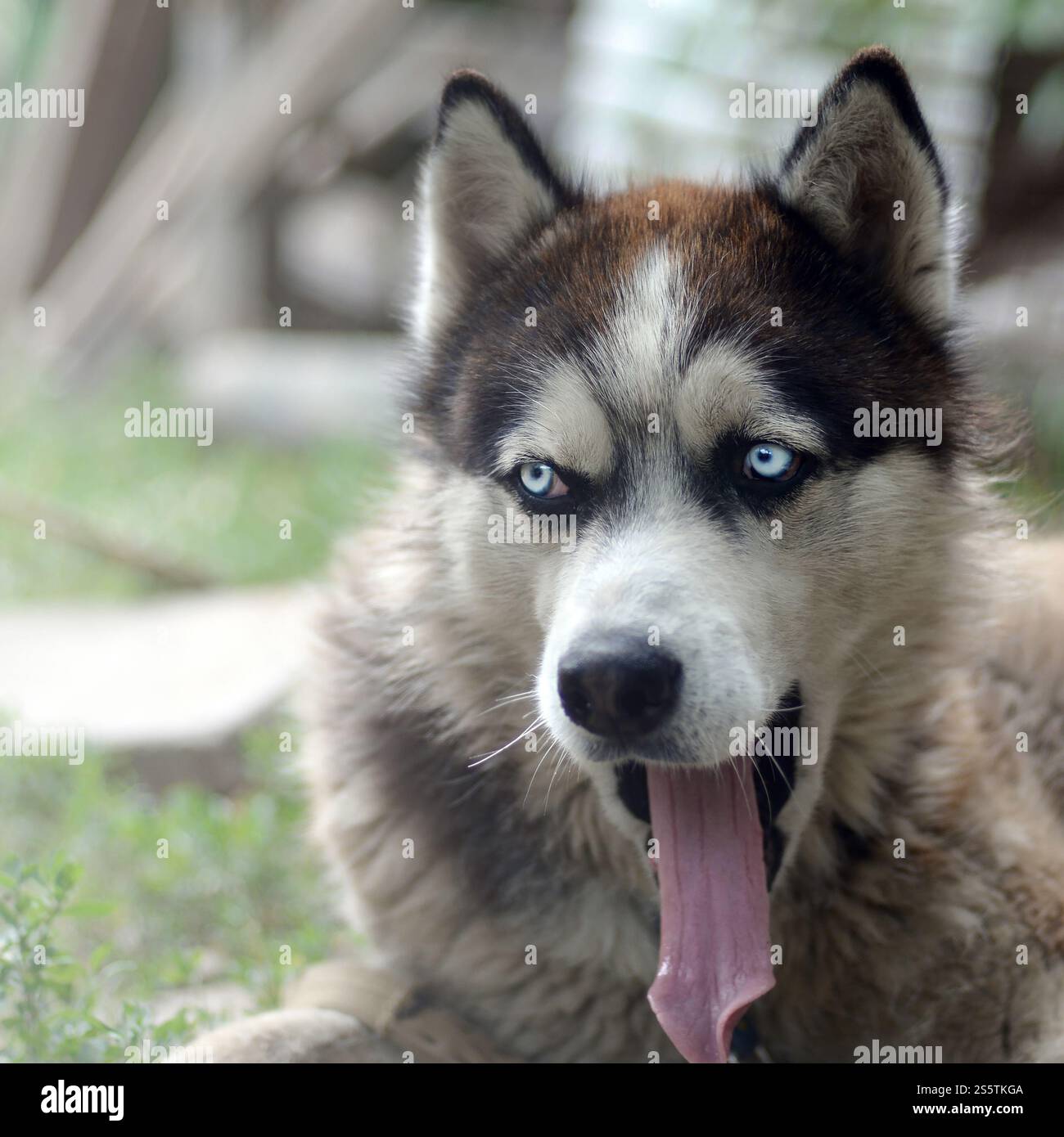 Husky-Hund gähnt vor den Sonnenstrahlen. Verschlafener Hund lustige Gähnen mit weit geöffnetem Mund und langer Zunge draußen. Verschlafener Husky-Hund lustige Gähne mit weit geöffnetem Stockfoto