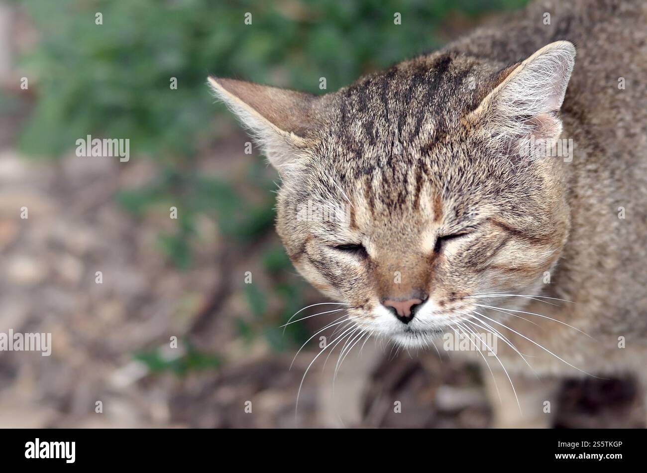 Mündungsporträt einer grau gestreiften Tabbykatze mit grünen Augen, selektiver Fokus. Trauriges Stimmungskonzept. Trauriges Mündungsporträt einer grau gestreiften Tabbykatze mit Stockfoto
