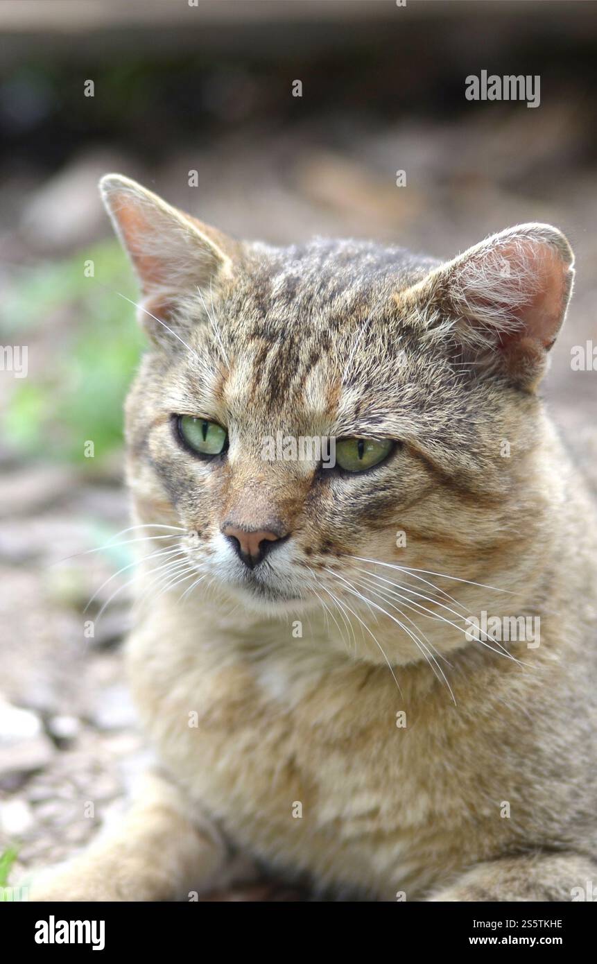 Mündungsporträt einer grau gestreiften Tabbykatze mit grünen Augen, selektiver Fokus. Trauriges Stimmungskonzept. Trauriges Mündungsporträt einer grau gestreiften Tabbykatze mit Stockfoto