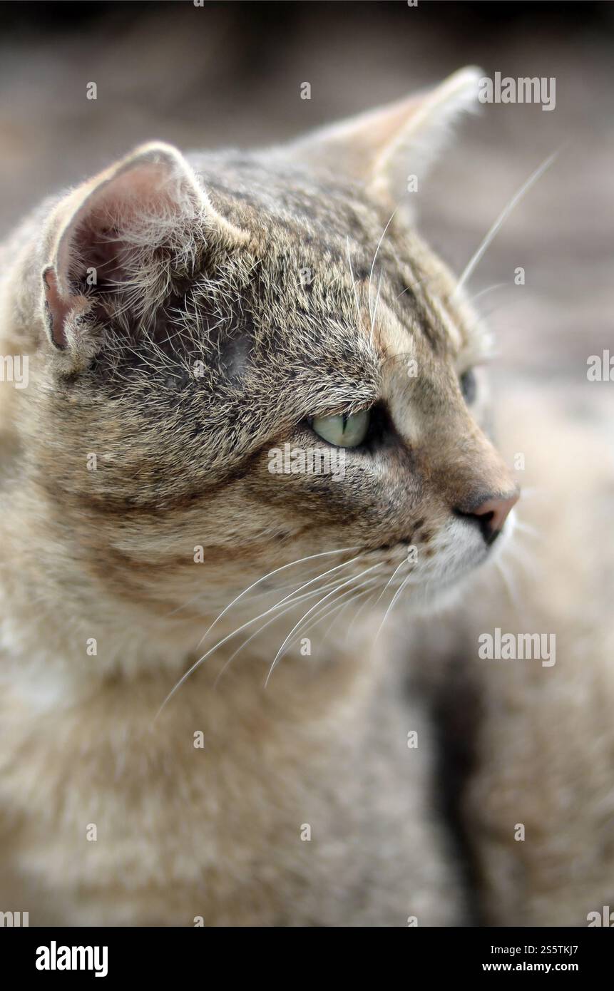 Mündungsporträt einer grau gestreiften Tabbykatze mit grünen Augen, selektiver Fokus. Trauriges Stimmungskonzept. Trauriges Mündungsporträt einer grau gestreiften Tabbykatze mit Stockfoto