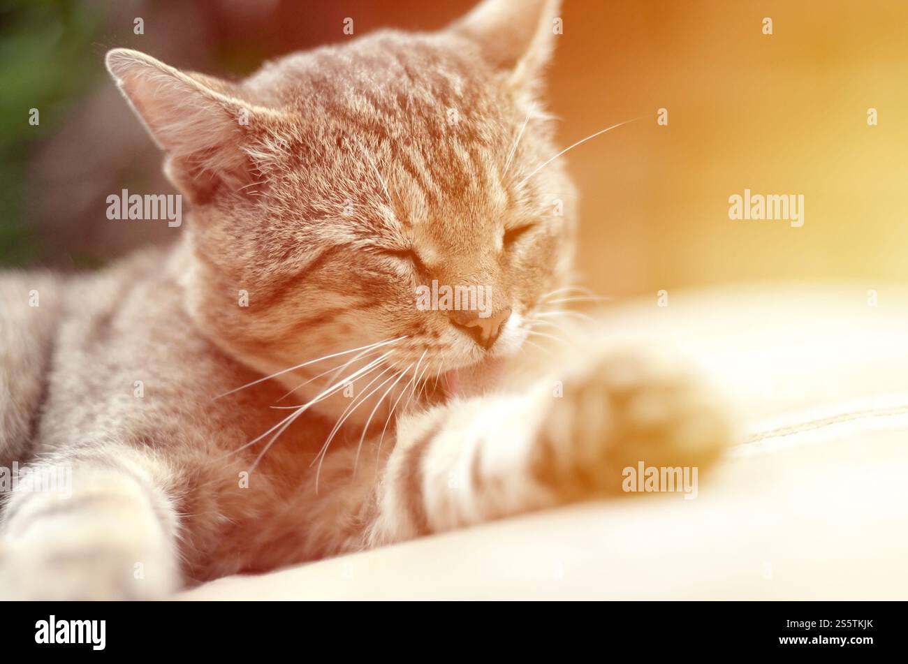Porträt einer Tabbykatze, die draußen sitzt und sich die Haare leckt und abends auf einem braunen Sofa liegt. Porträt einer Tabbykatze, die sitzt und sich die Haare leckt Stockfoto