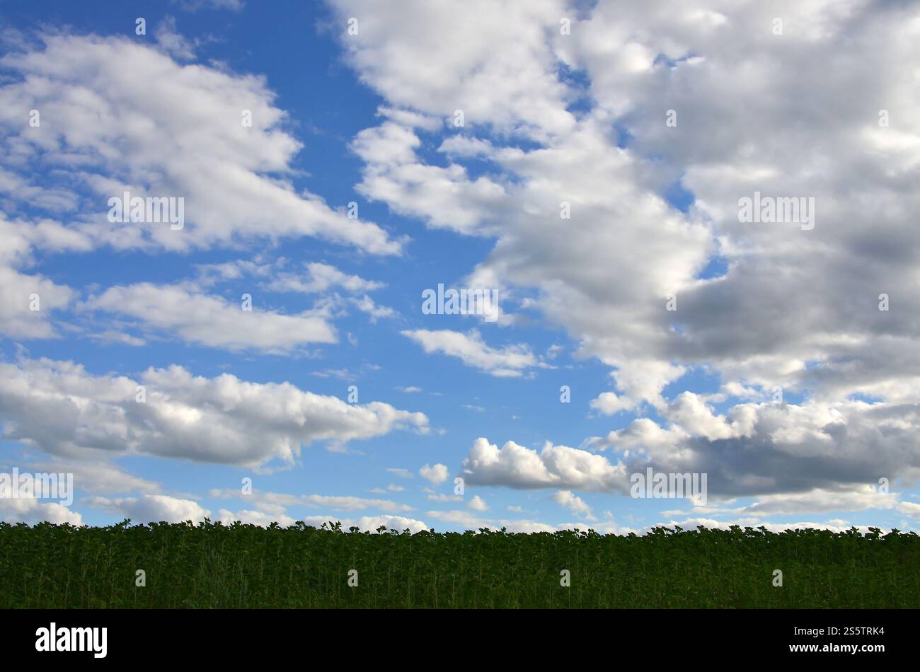Eine ländliche Landschaft mit einem grünen Bereich der späten Sonnenblumen unter einem bewölkten Himmel Stockfoto