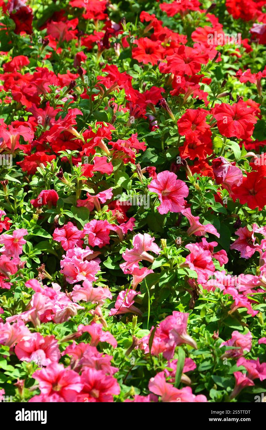 Die Textur einer großen Anzahl von verschiedenen bunten Blumen in einem Blumenbeet gepflanzt Stockfoto