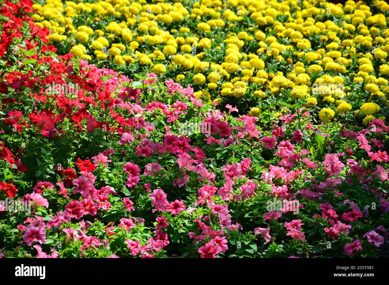 Die Textur einer großen Anzahl von verschiedenen bunten Blumen in einem Blumenbeet gepflanzt Stockfoto