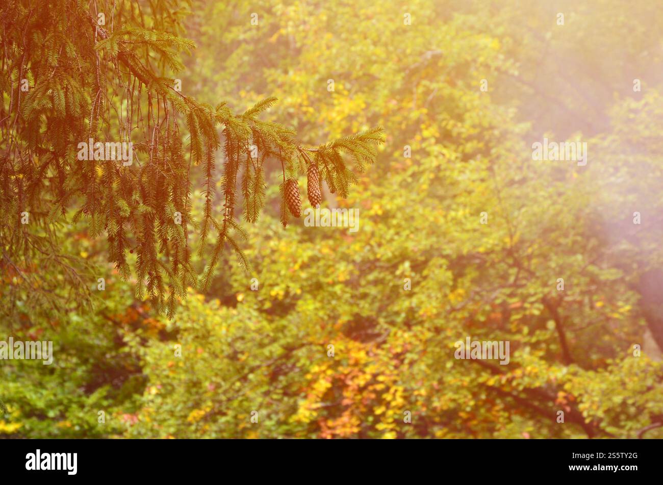 Niederlassung der Europäischen mit ein paar Kegel vor dem Hintergrund eines nebligen Nadelwald Fichte Stockfoto