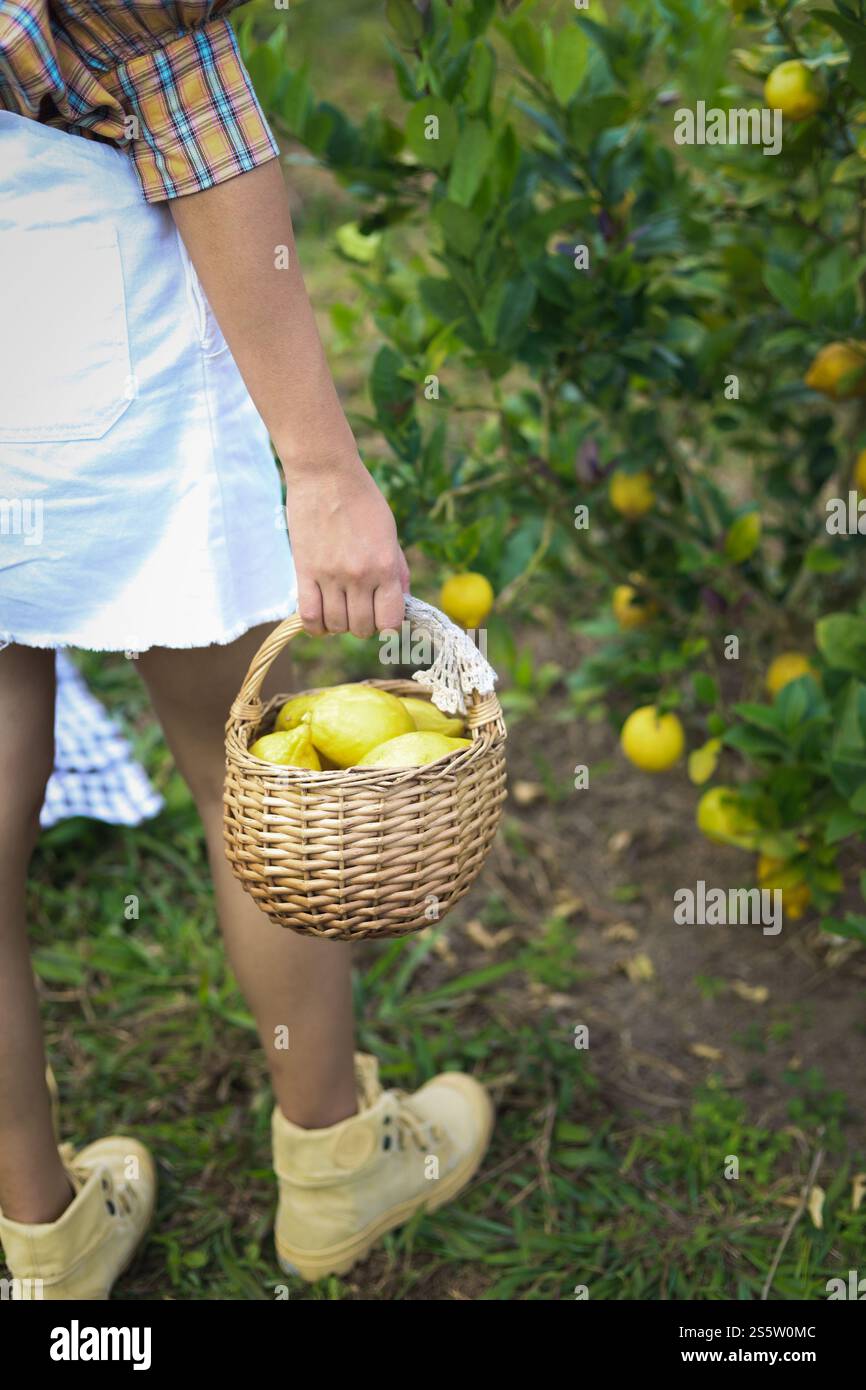 Frische gelbe reife Zitronen auf dem Baum. Zitronenanbau mit Korb voller Zitrone auf der Farm Stockfoto