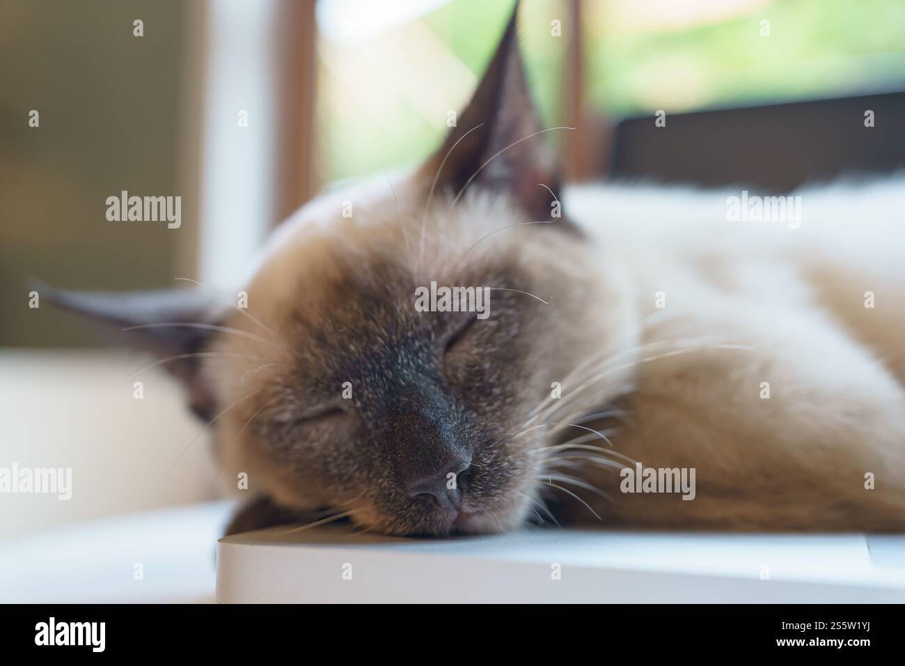 Schlafende weiße Katze im perfekten Traum Stockfoto
