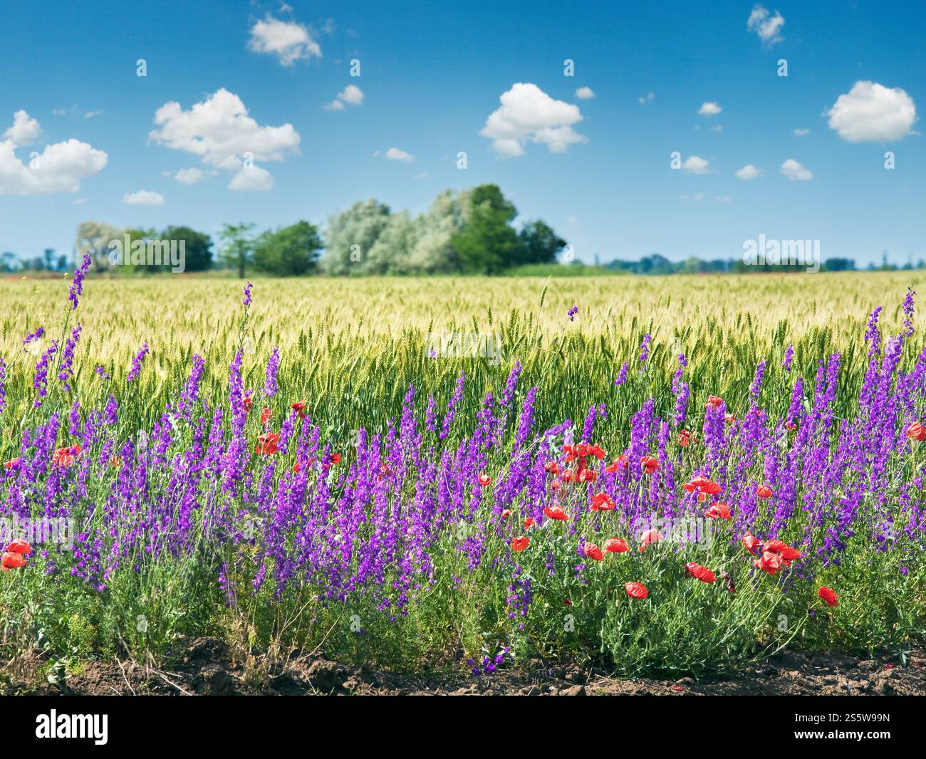 Sommer Weizenfeld mit schönen roten Mohn und lila Blüten. Stockfoto