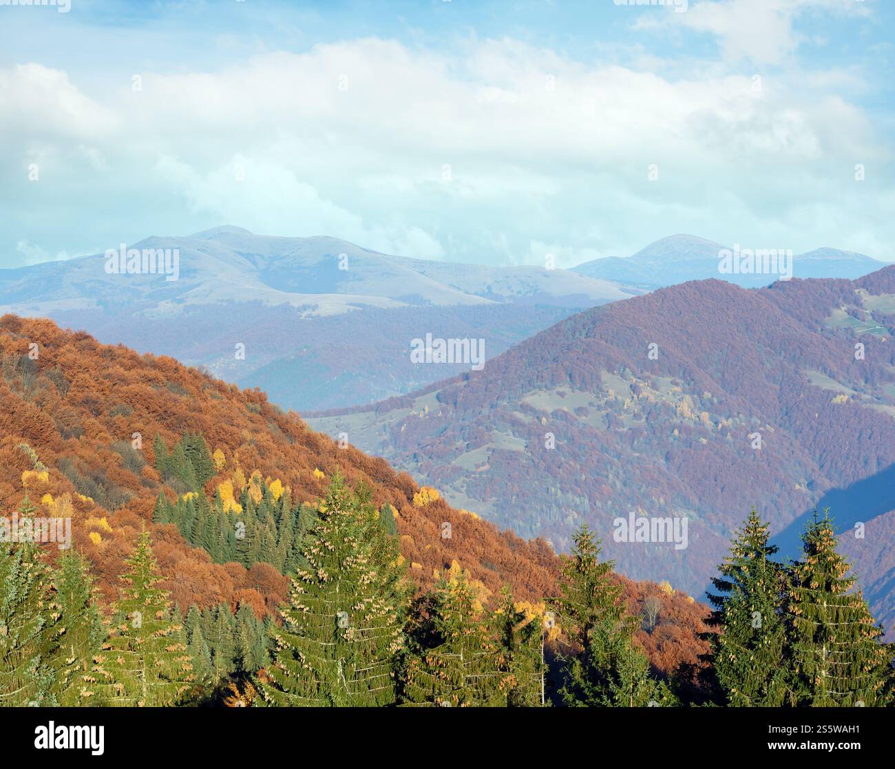 Misty Mountain Herbstlandschaft mit bunten Bäumen am Hang und Tanne Bäume mit Kegeln vor. Stockfoto