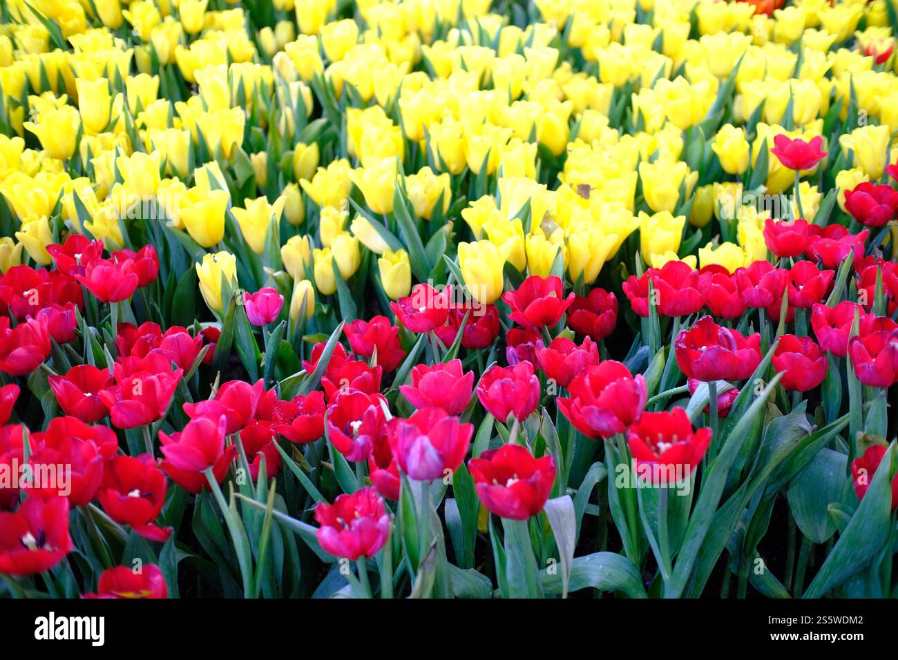 Großes Feld von gelbvioletten und roten Tulpen im Garten Stockfoto