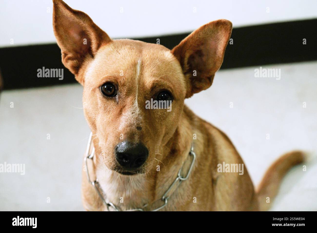 Brauner, süßer, lustiger Hund mit Lächeln. Stockfoto