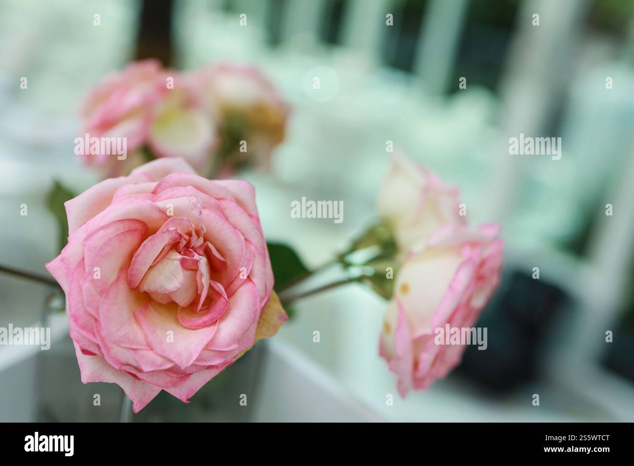 Natürliche rosa Rosen Blume in Vase steht auf dem Tisch in einem Café für Hintergrund. Stockfoto