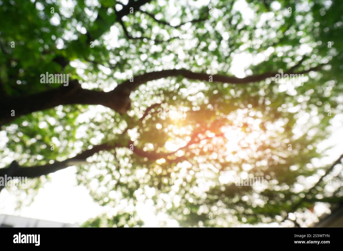 Verschwommene schöne Natur Hintergrund verschwommen von Bokeh Wald Blatt. Garten und Park mit Sonnenlicht, verwenden Sie für Hintergrund Stockfoto