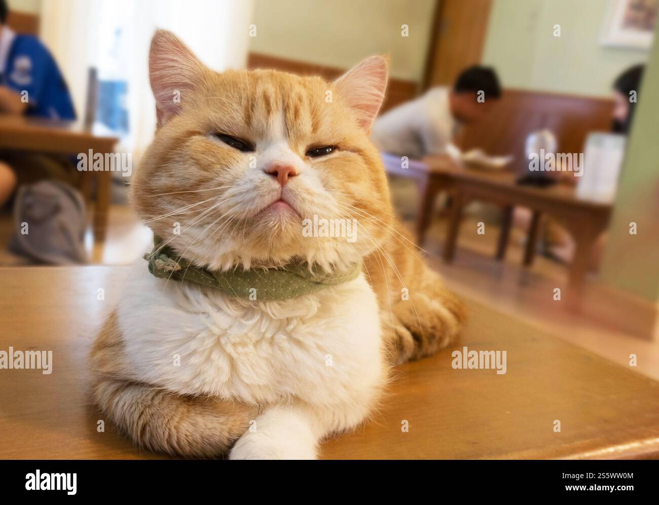 Schlafende weiße Katze perfekter Traum. Katzenverlegung Stockfoto
